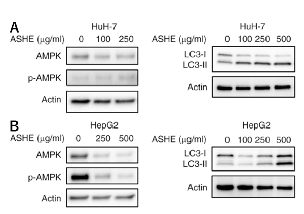 ASHE暴露時のHuH-7およびHepG2のAMPKおよびLC3の蛋白発現