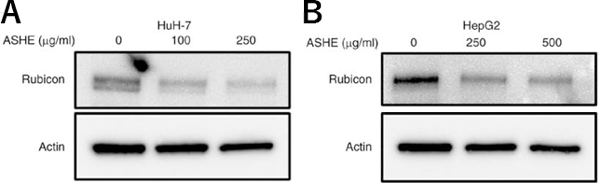 ASHE暴露時のHuH-7およびHepG2のルビコン蛋白の蛋白発現
